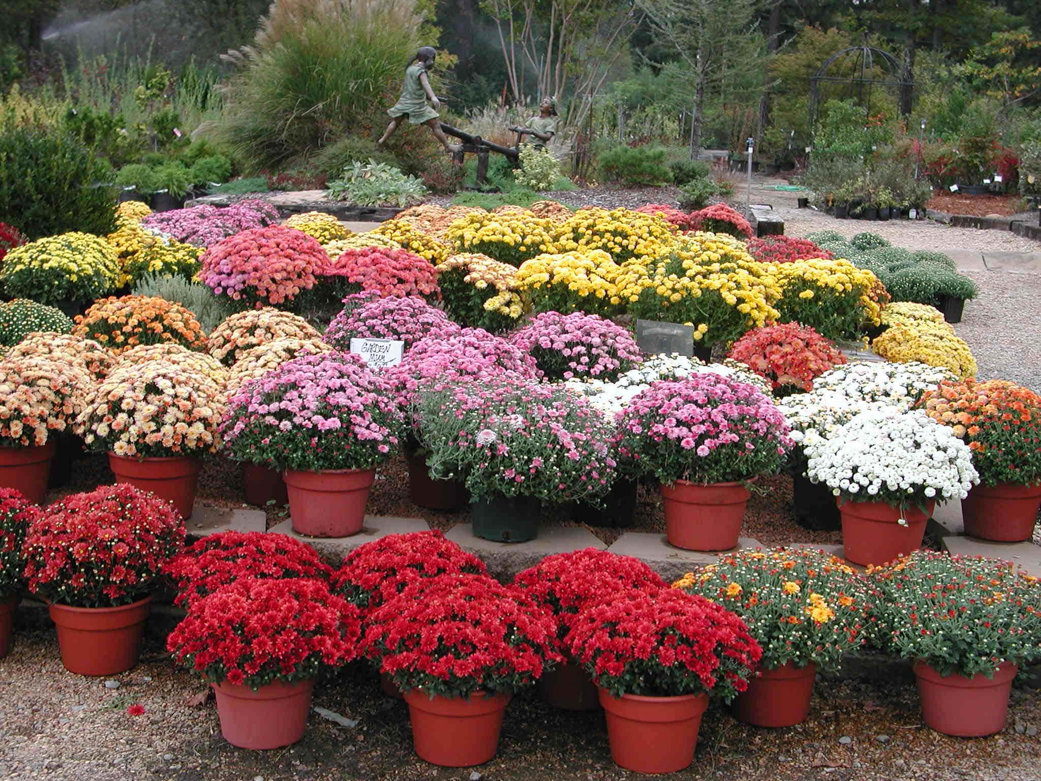 Arkansas Ornamental plant resources